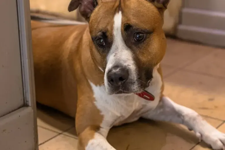 Restaurant Gutschein Capo’s Coffee